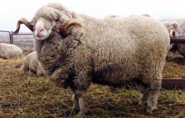 Асканийская порода овец