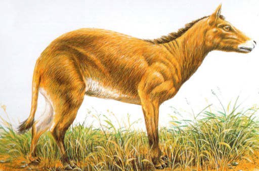 Эогиппус - самый древний предок лошадиных