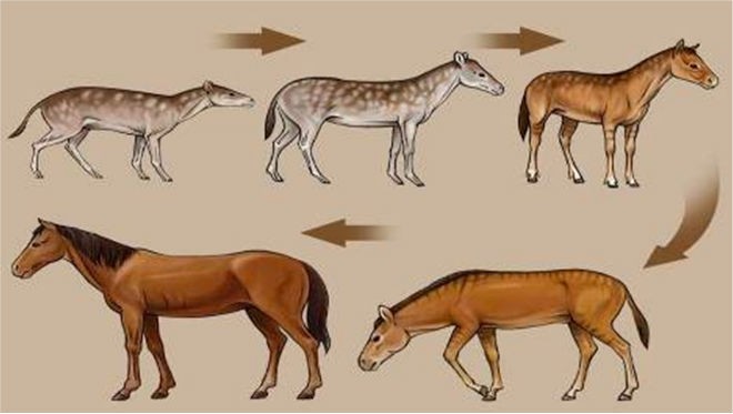 Эволюция семейства лошадиных