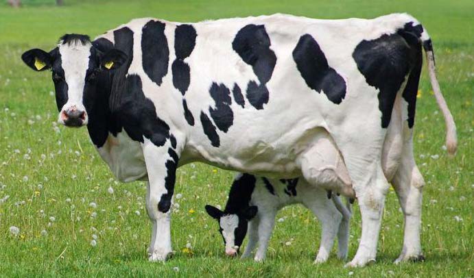 Корова белорусской черно-пестрой породы