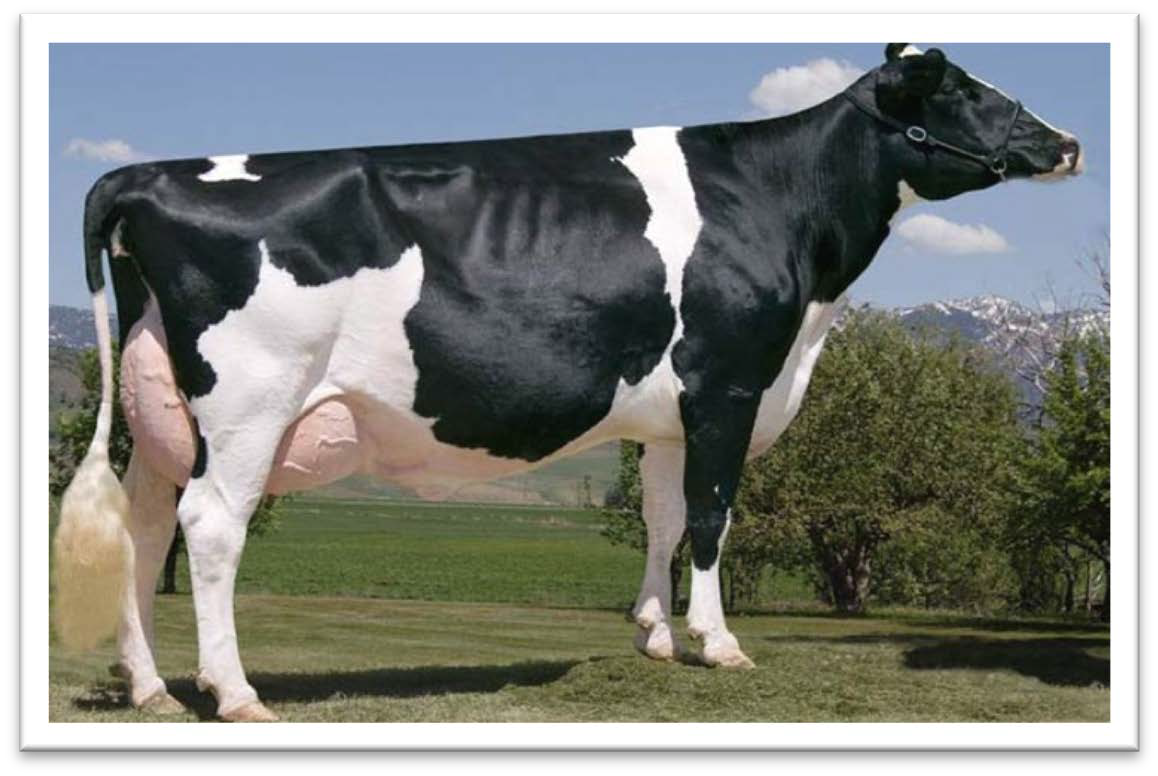 Корова голштинской породы