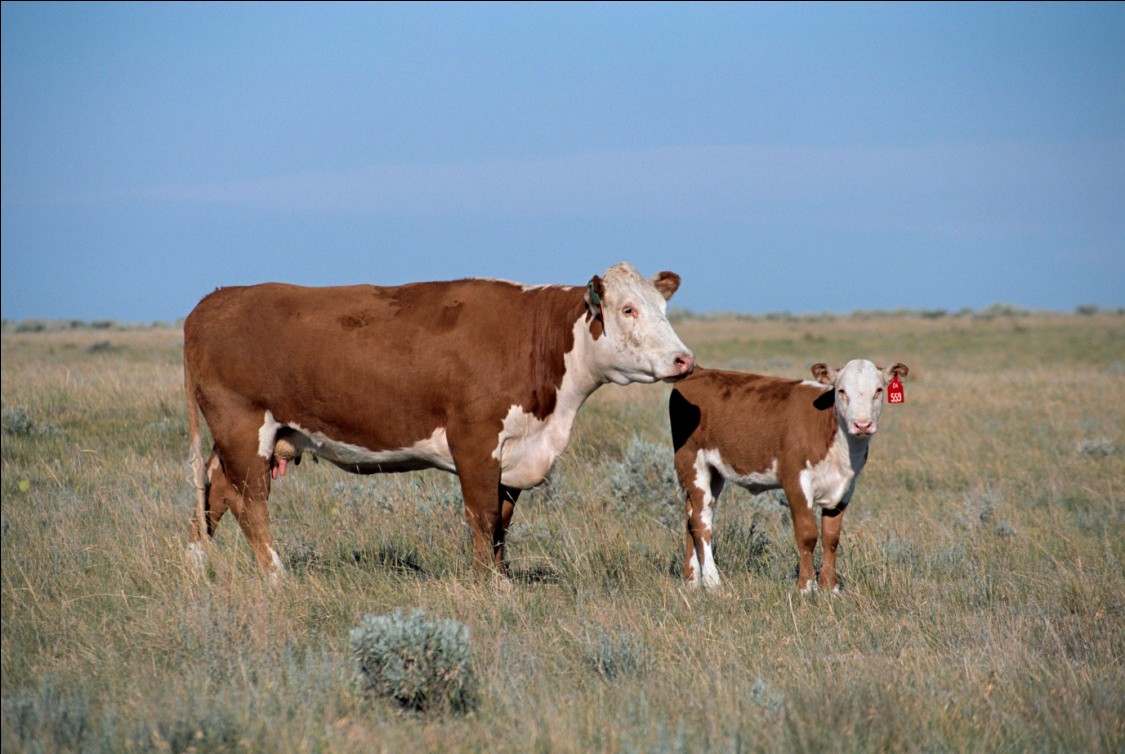 Корова и теленок герефордской породы