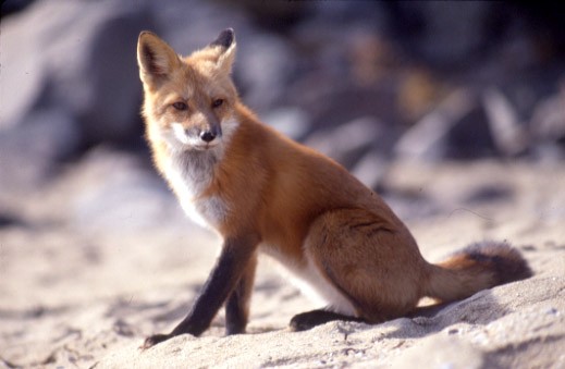 Красная лисица