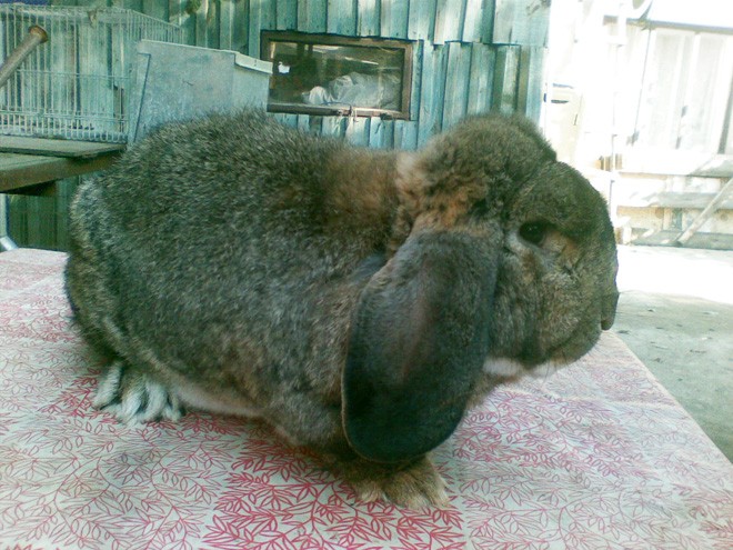 Кролик породы баран