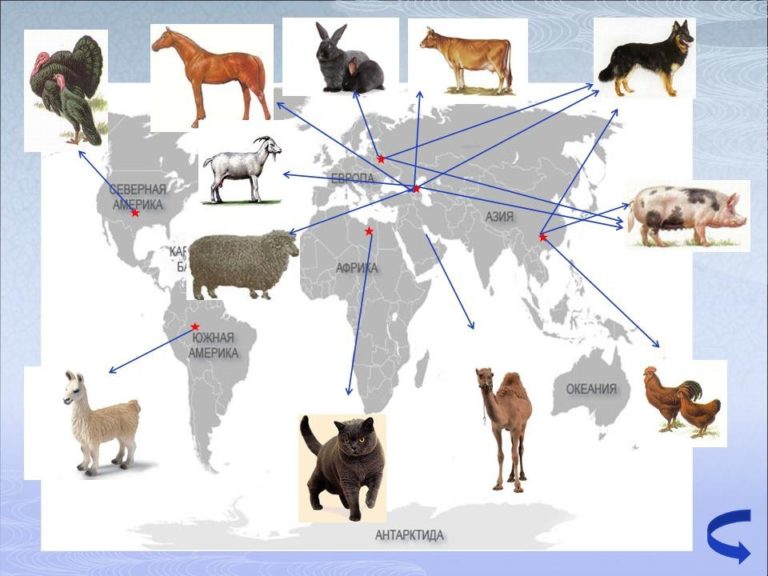 Происхождение животных картинки