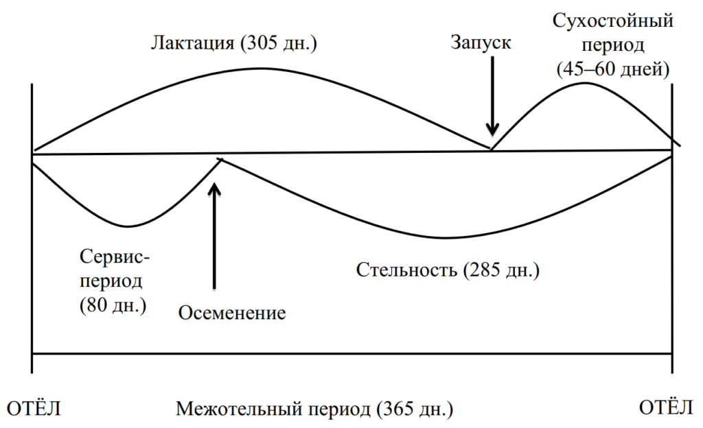 Схема клонирования высокопродуктивной коровы