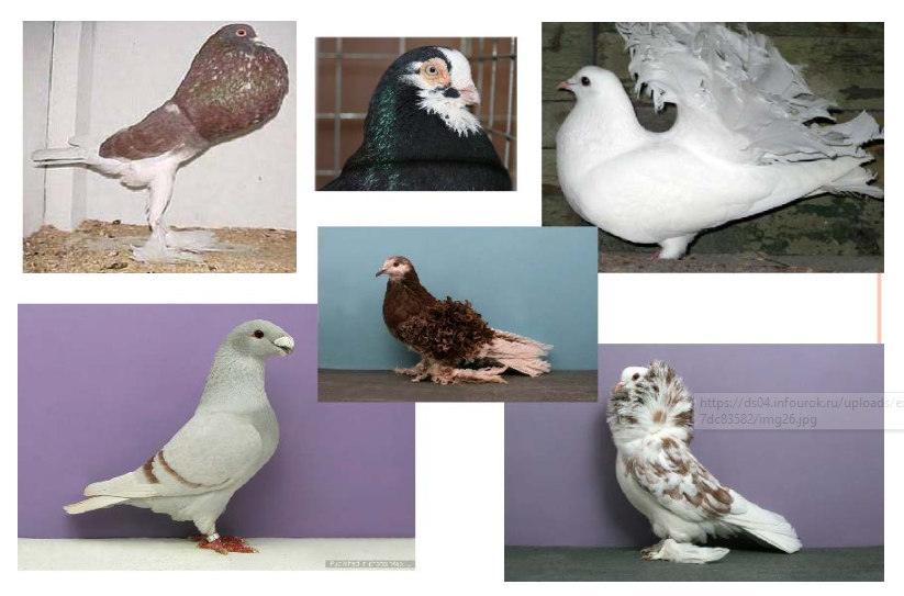 Особенности строения оперения у голубей