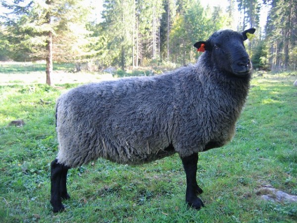 Овца романовской породы