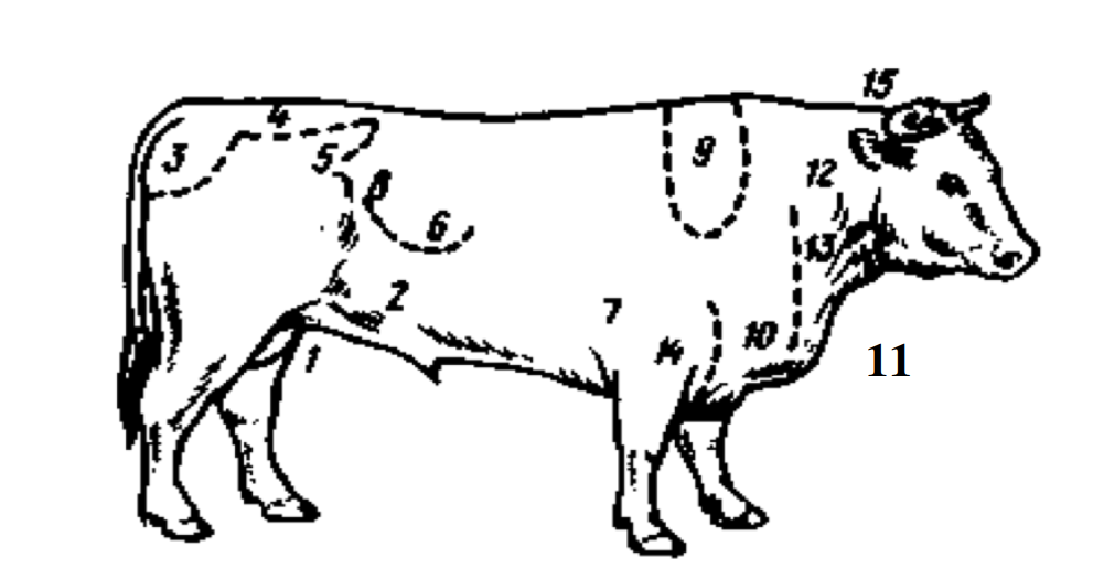 Последовательность жироотложения на туловище крупного рогатого скота 