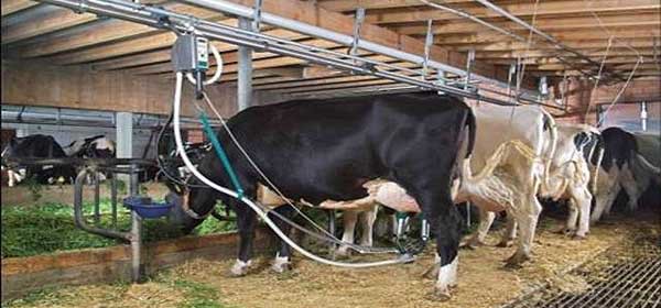 Привязное содержание коров с доением в перемещаемые доильные аппараты