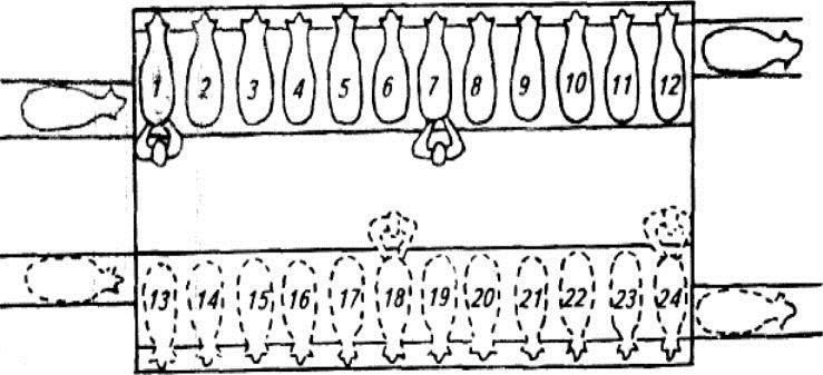 Схема доения овец на установке ДУО-24 (1-24 – овцы)