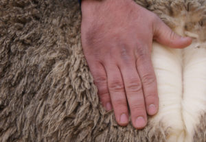 шерсть овцы