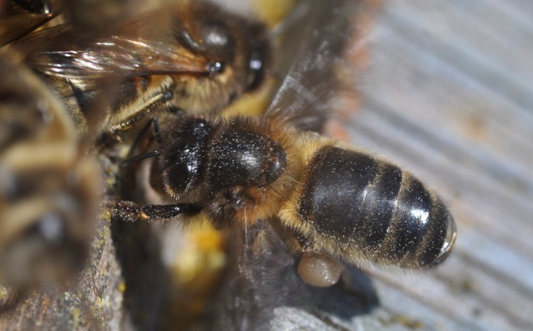 Среднерусская темная лесная порода пчел