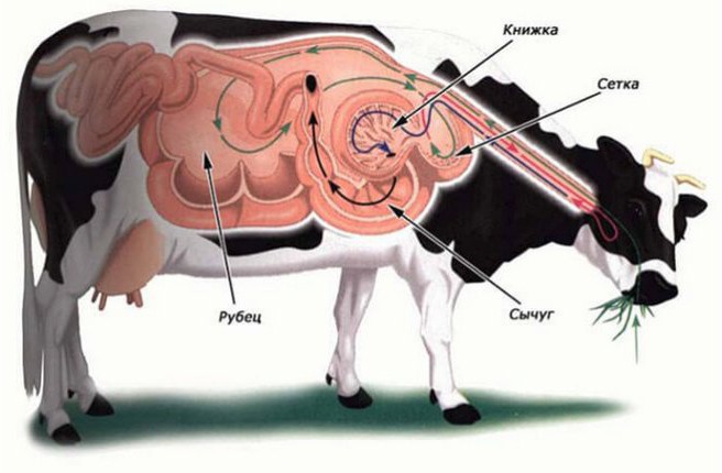 Строение пищеварительного тракта коровы