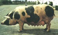 Свиноматка белорусской черно-пестрой породы