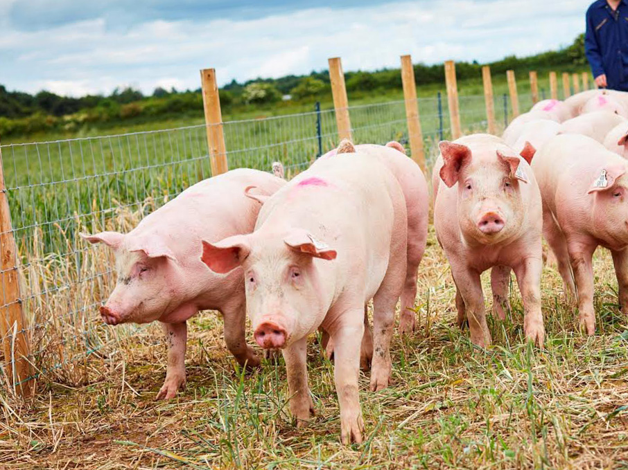 Свиноводство и технология производства свинины