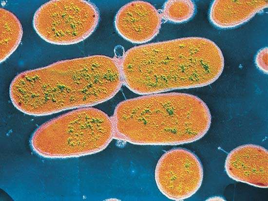 Деление бактериальной клетки