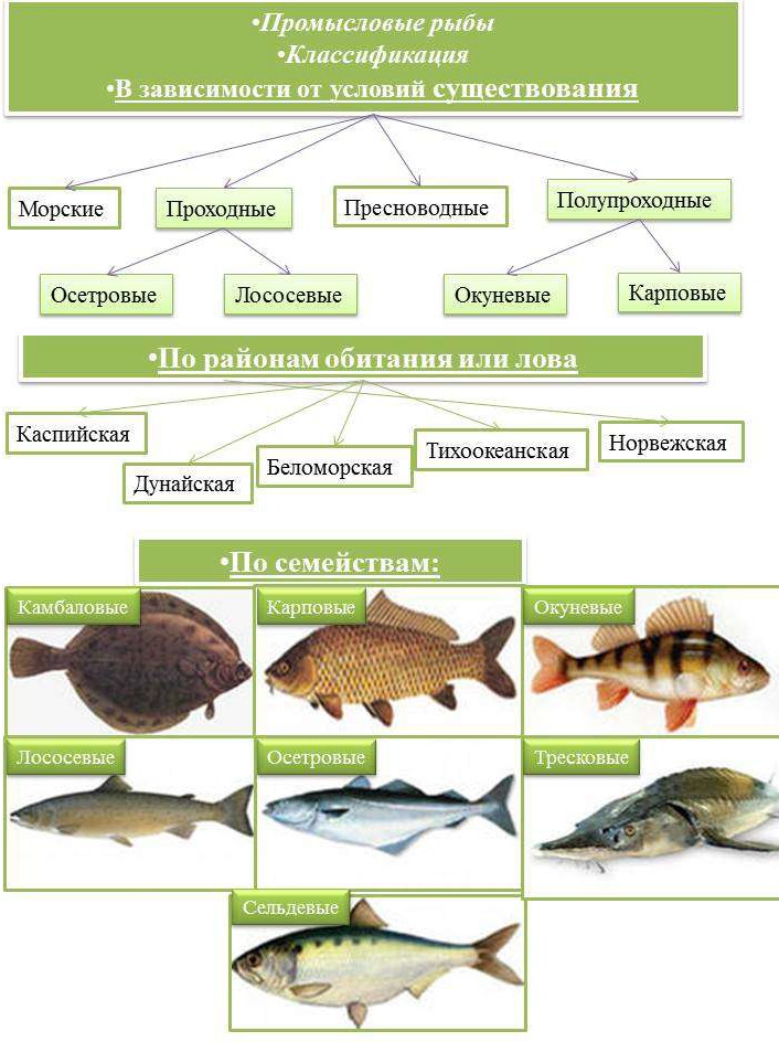 Классификация рыб