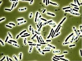 Морфология бактерий Bacterium cereus