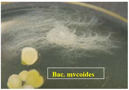 Морфология строения Bacillus mycoides 