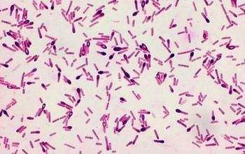 Морфология строения бактерий и спор Clostridium sporogenes