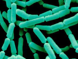 Морфология строения бактерий Lactobacterium pentoaceticum