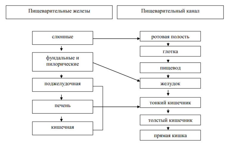 Схема пищевых связей