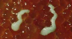 плероцеркоиды (личинки) лентеца широкого в икре щуки