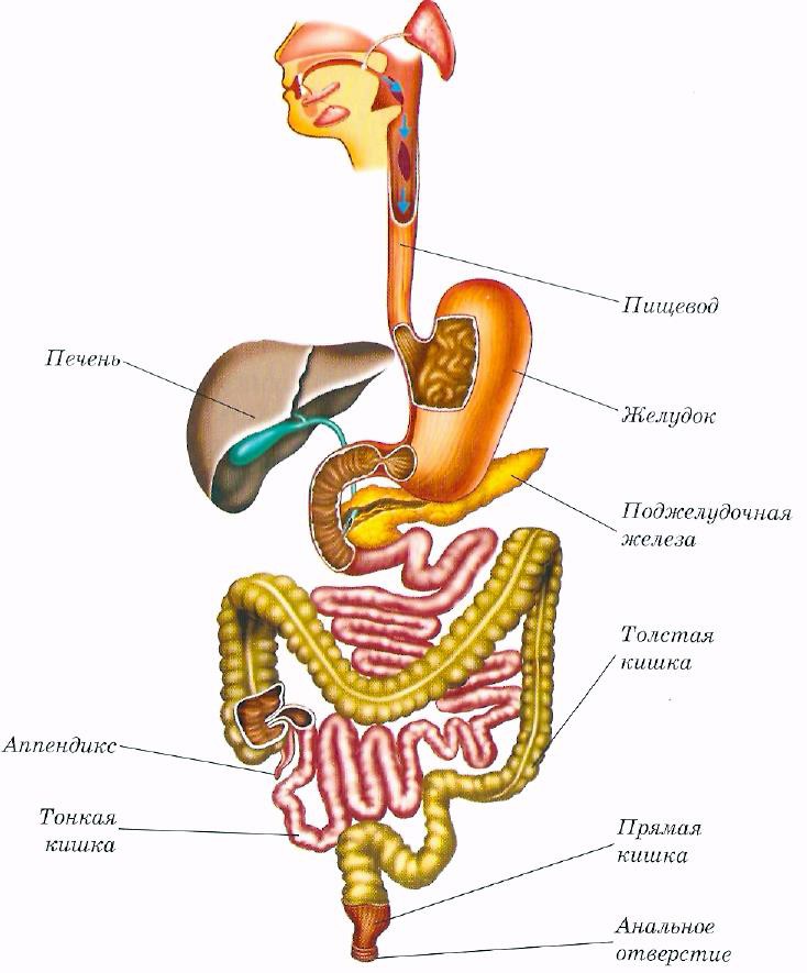 Схема строения органов пищеварения