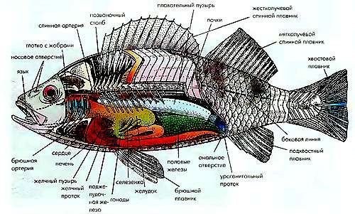 Строение тела рыбы