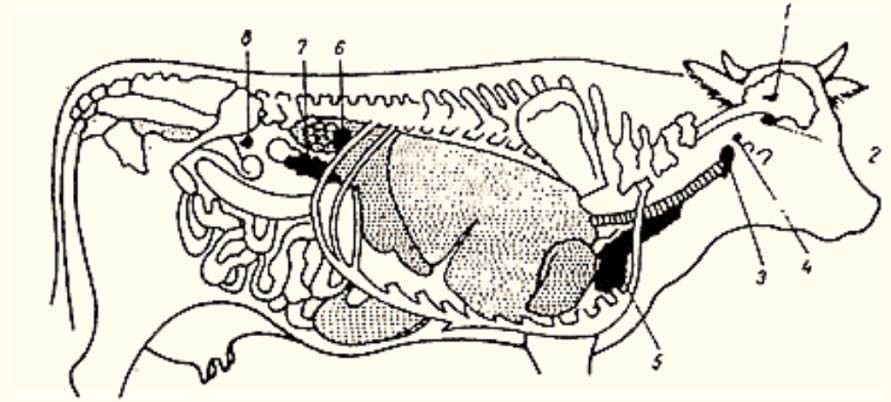 Расположение желез внутренней секреции у крупного рогатого скота