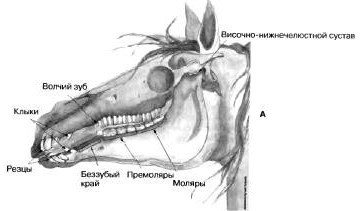 Классификация зубов лошади