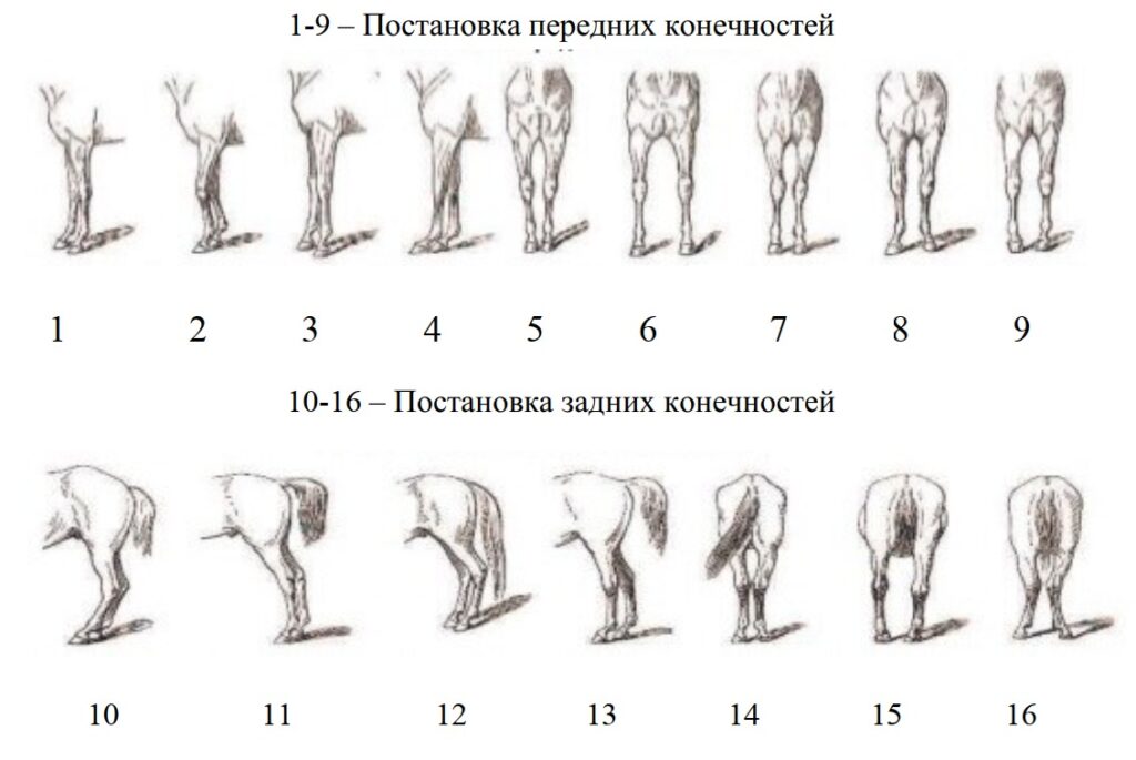 Таблица лошади осаго