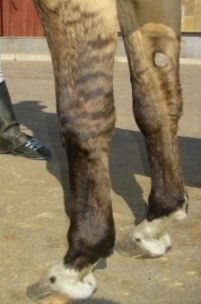 Расположение каштана на передней ноге и ярко выраженная зеброидность у буланой лошади
