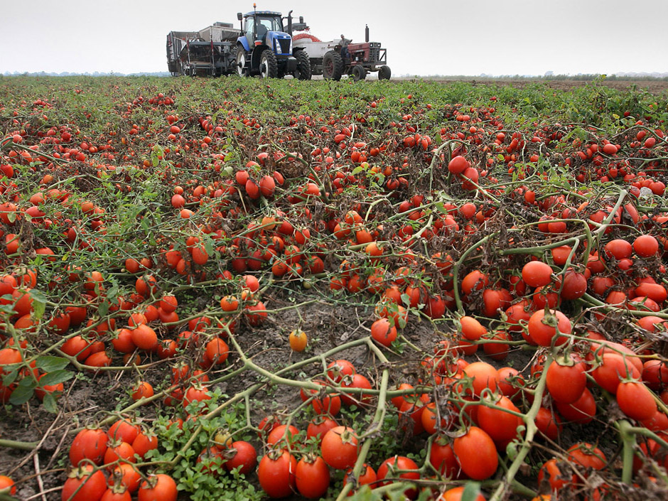 Урожайность крым. Помидорные плантации Хайнц. Плантация черри томатов. Помидорные плантации в Италии.