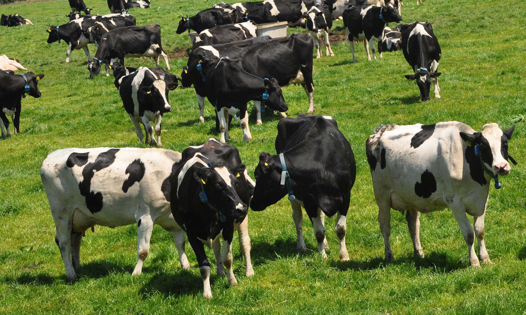 Крупный рогатый скот. Молочная и мясная продуктивность крупного рогатого скота