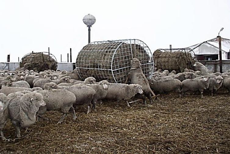 Передвижная ротационная самокормушка для овец