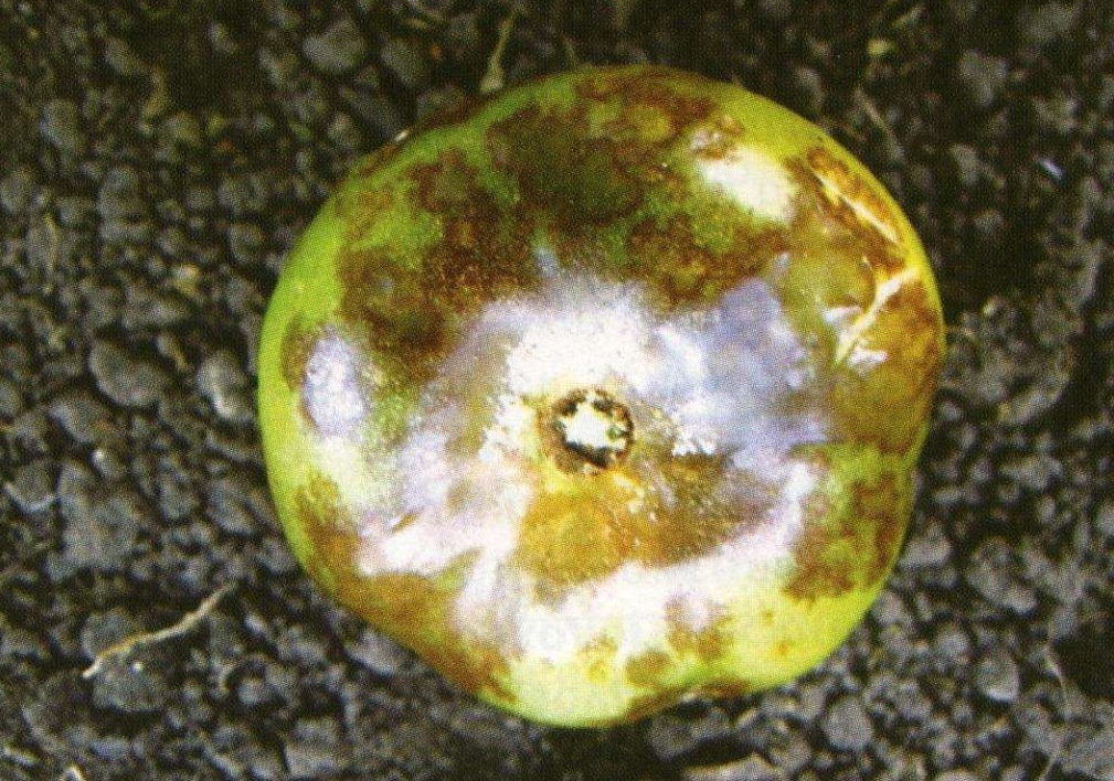 Проявление фитофтороза на плодах в виде кольцеобразных пятен