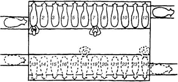 Схема доения овец на установке ДУО-24