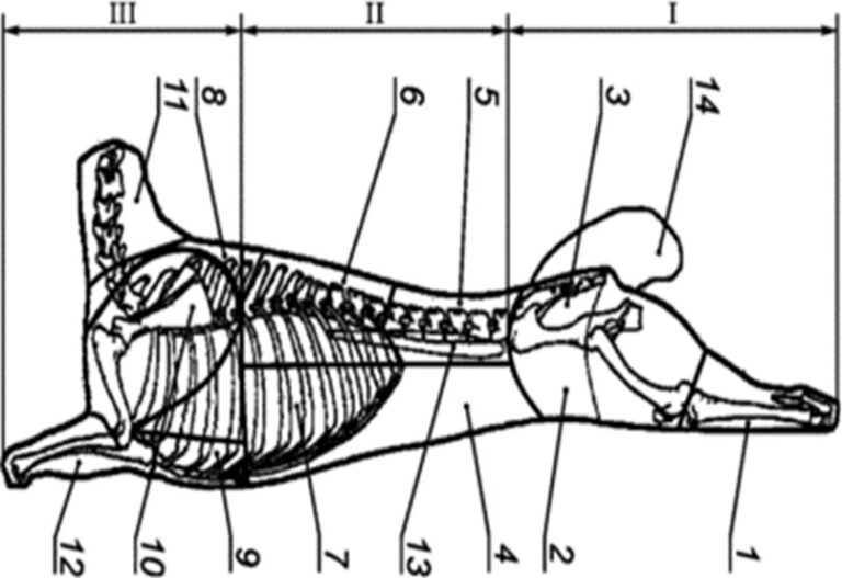 Разделка баранины схема