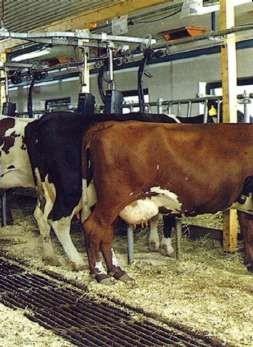 Содержание коров в укороченных стойлах с закрытым чугунной решеткой навозным каналом 