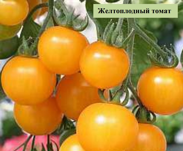 Желтоплодный томат