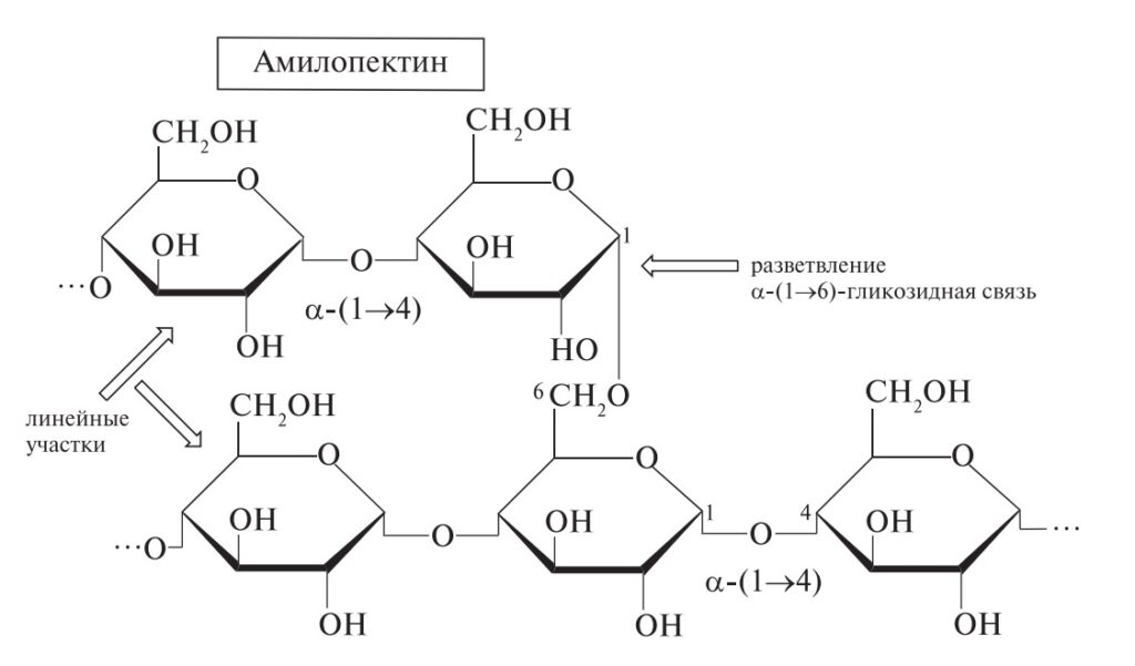 Схема образования амилозы
