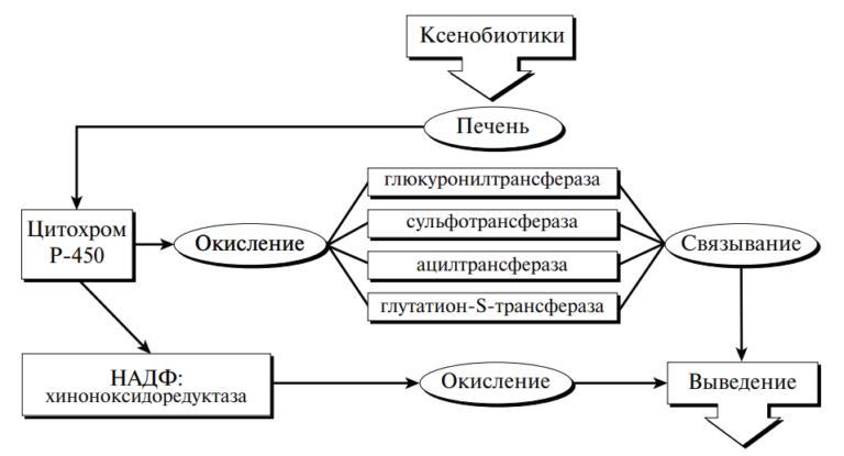 Как называется схема всех пищевых взаимосвязей организмов