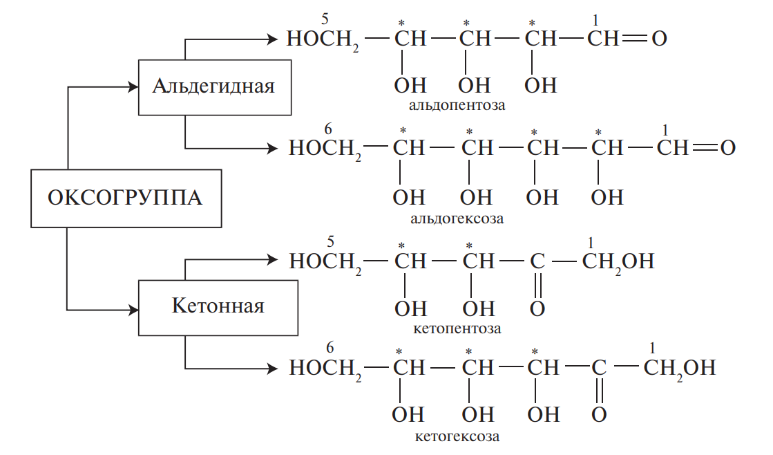 Классификация моносахаридов