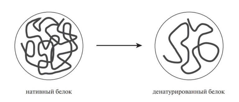 Денатурация белка схема