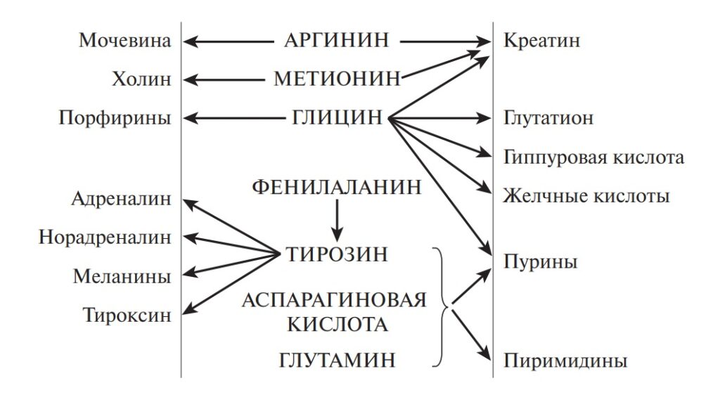 Схема превращения s. Роль аминокислот в организме.