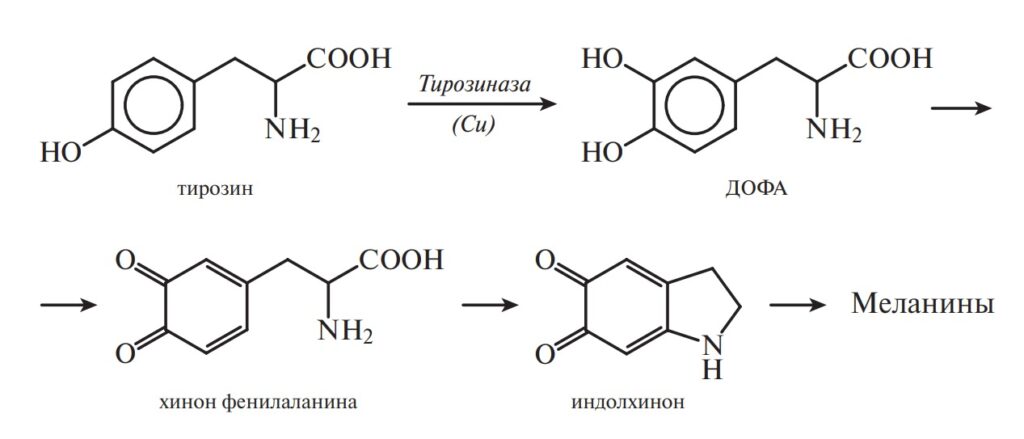 Схема образования меланина