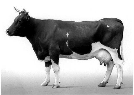 Корова аулиетинской породы