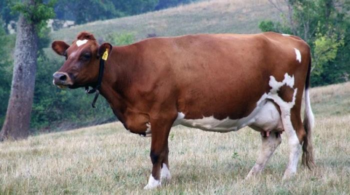 Корова бестужевской породы